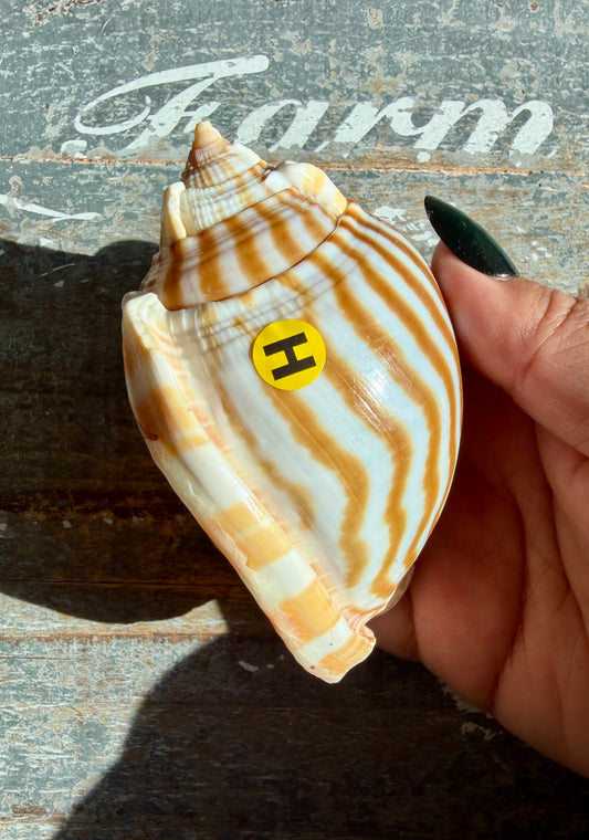 Gorgeous Golden Banded Tun Shell | Oceanic Heirloom | Opt H