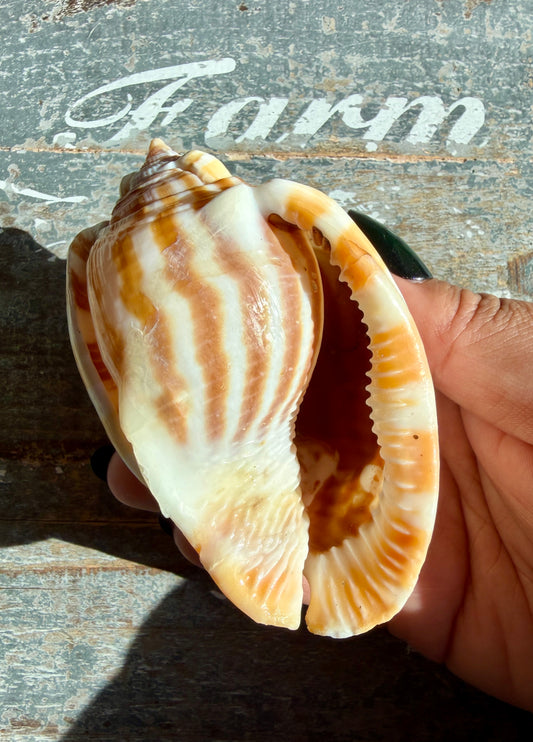 Gorgeous Golden Banded Tun Shell | Oceanic Heirloom | Opt H