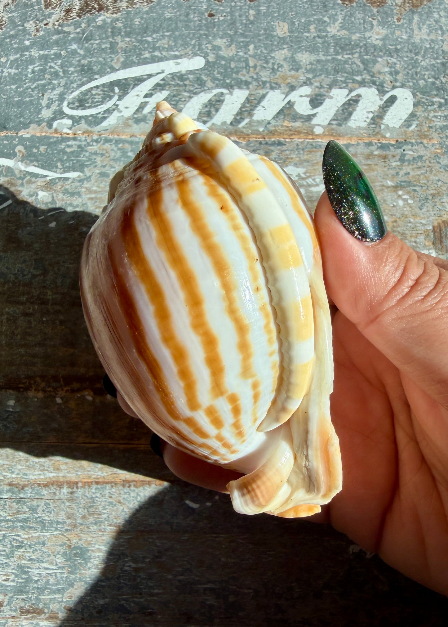 Gorgeous Golden Banded Tun Shell | Oceanic Heirloom | Opt H