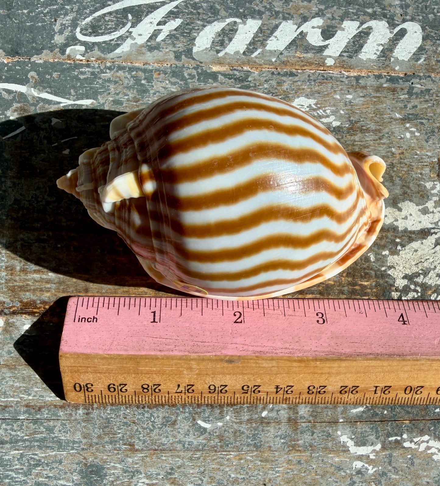 Gorgeous Golden Banded Tun Shell | Oceanic Heirloom | Opt H