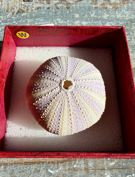 Gorgeous Lavender Sea Urchin Shell | Opt W