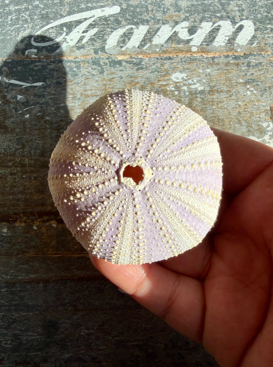 Gorgeous Lavender Sea Urchin Shell | Opt W