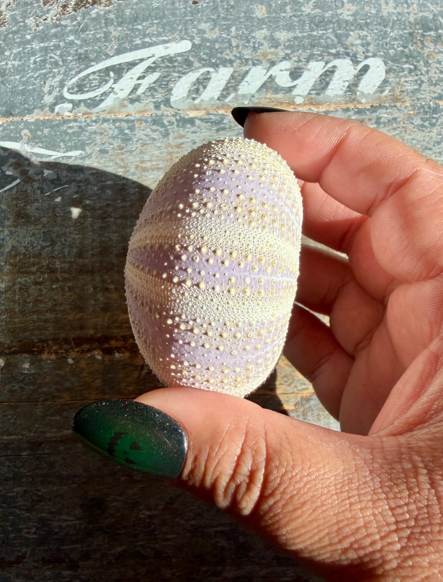 Gorgeous Lavender Sea Urchin Shell | Opt W