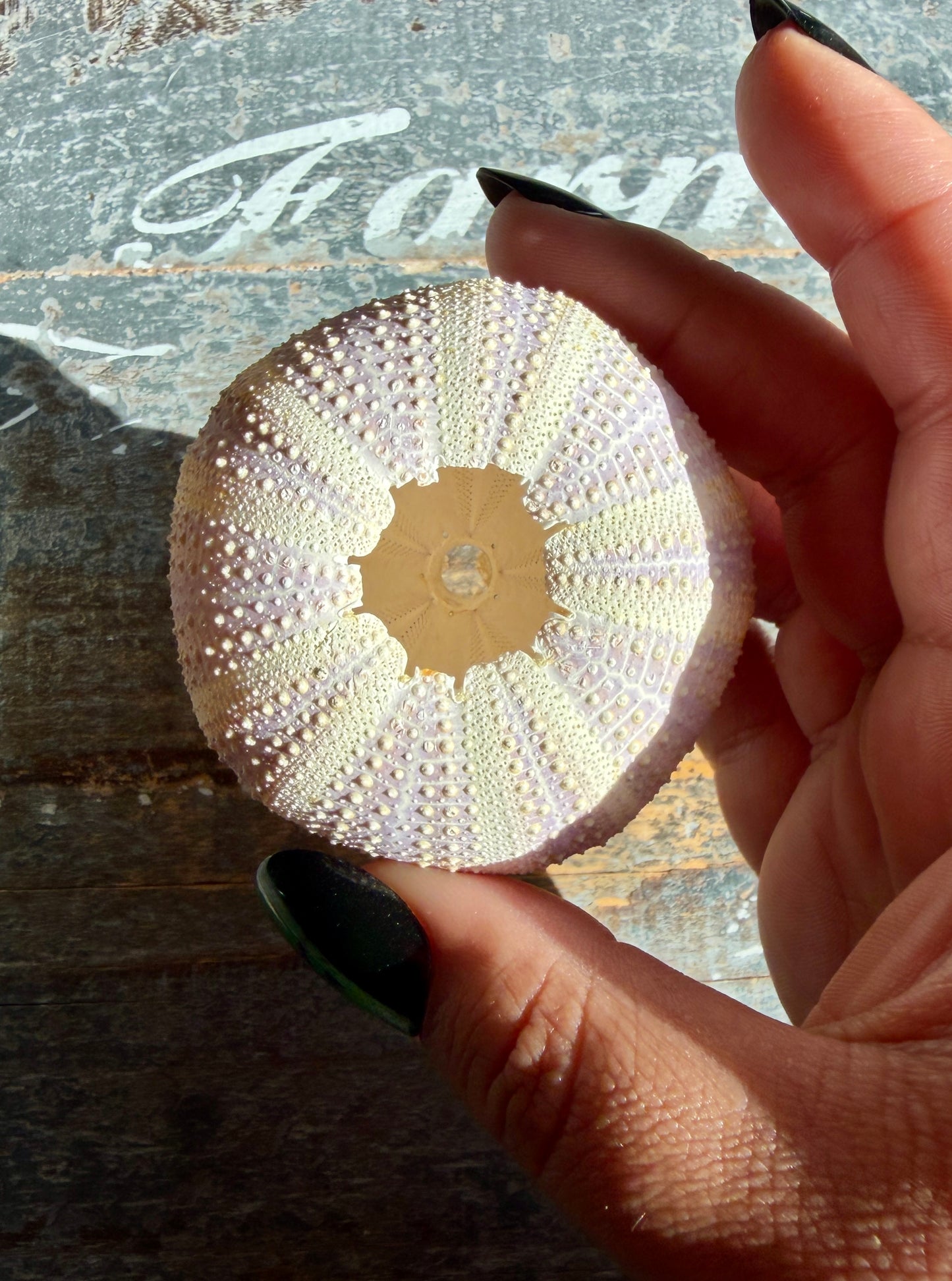 Gorgeous Lavender Sea Urchin Shell | Opt W