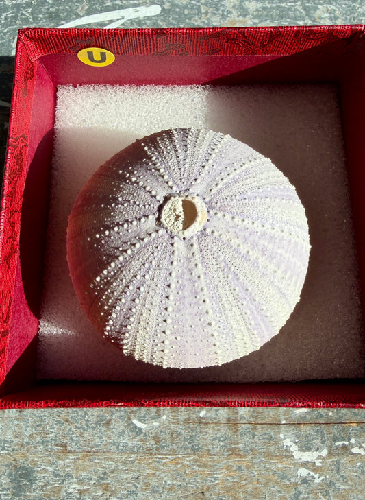 Gorgeous Lavender Sea Urchin Shell | Opt U