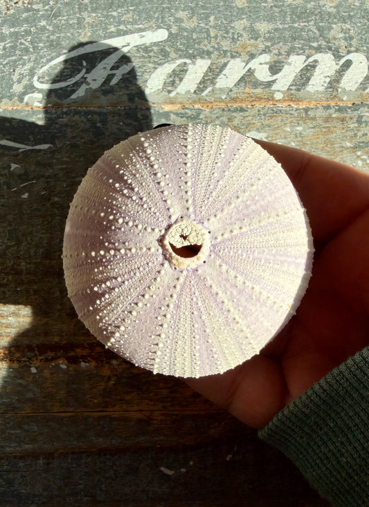 Gorgeous Lavender Sea Urchin Shell | Opt U