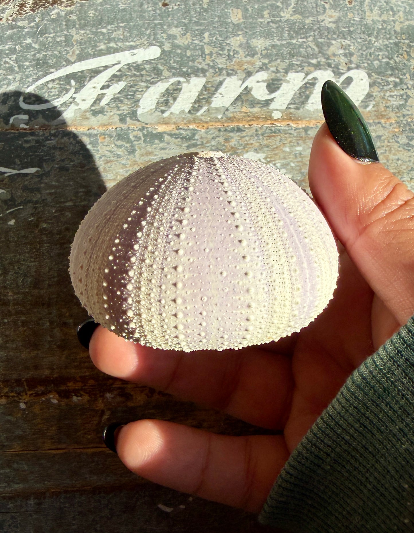 Gorgeous Lavender Sea Urchin Shell | Opt U