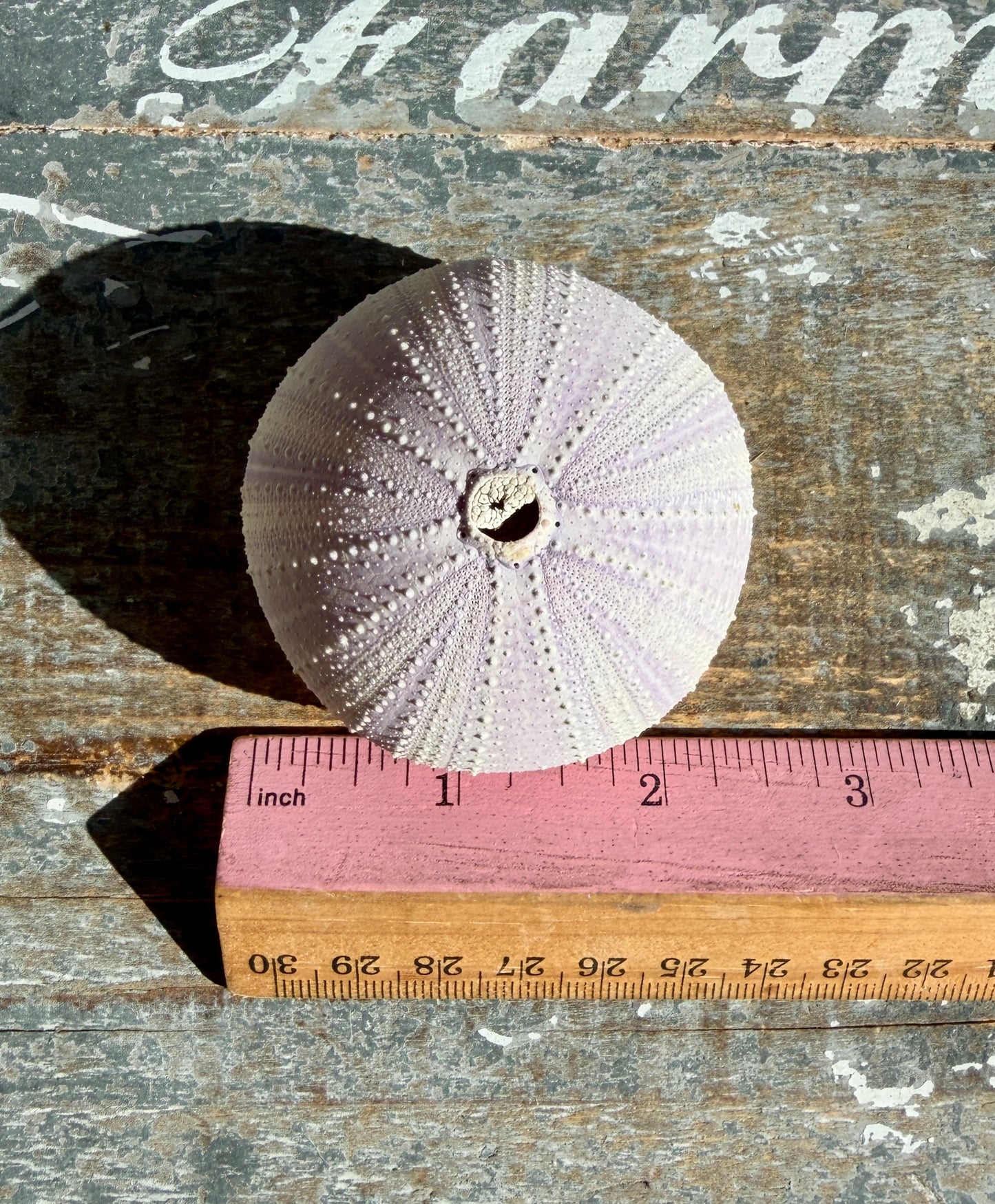 Gorgeous Lavender Sea Urchin Shell | Opt U