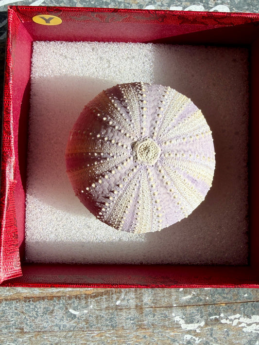 Gorgeous Lavender Sea Urchin Shell | Opt Y