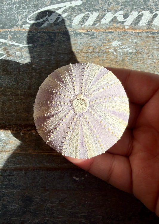 Gorgeous Lavender Sea Urchin Shell | Opt Y