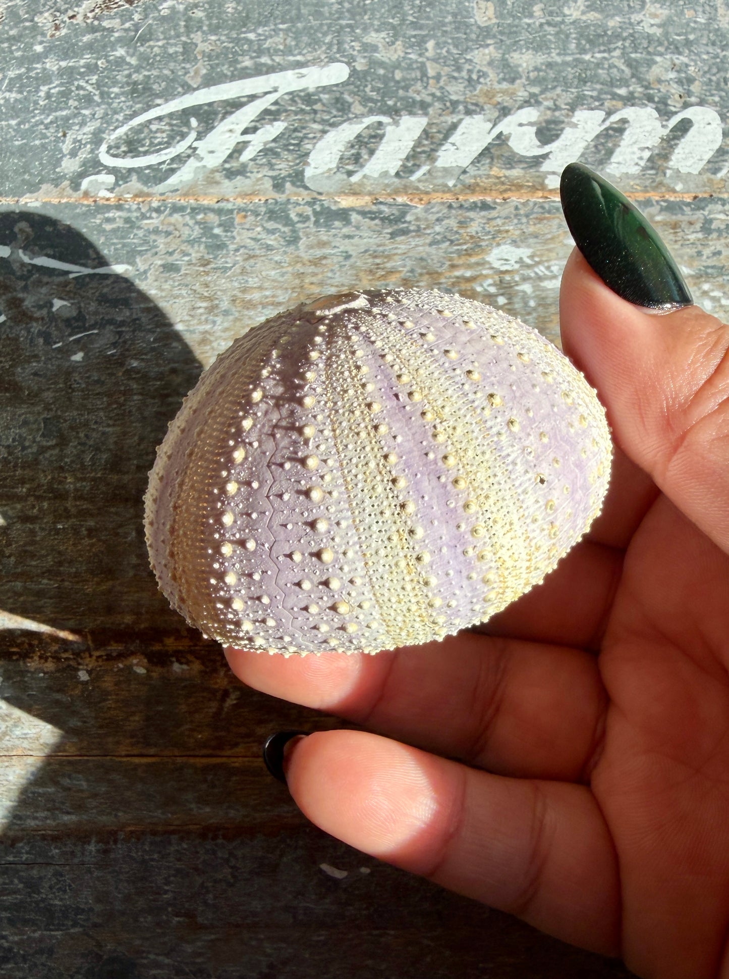 Gorgeous Lavender Sea Urchin Shell | Opt Y