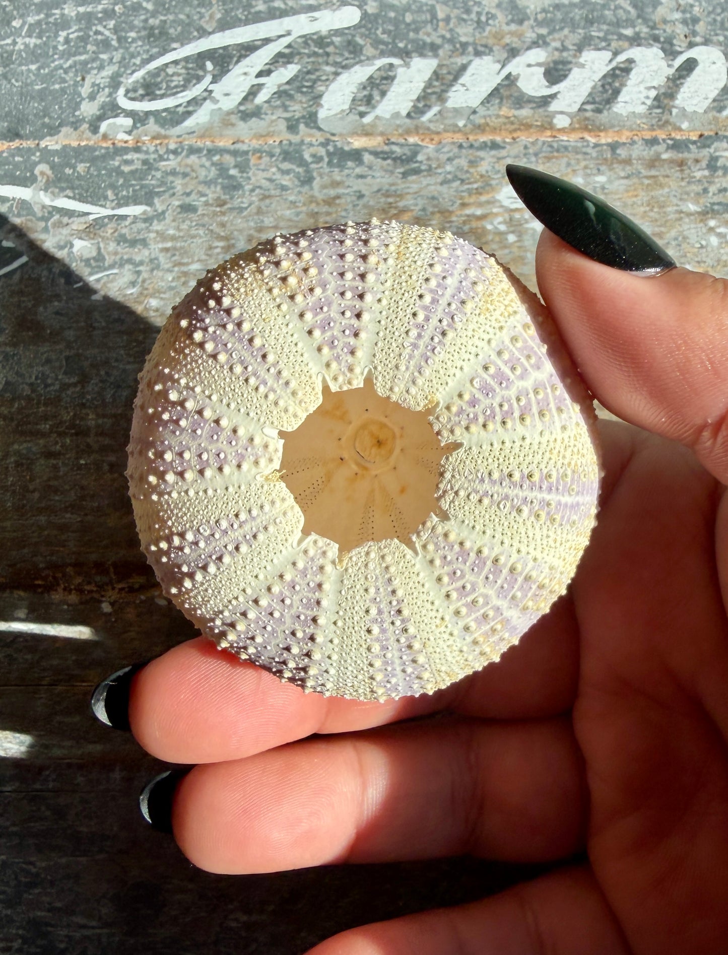 Gorgeous Lavender Sea Urchin Shell | Opt Y