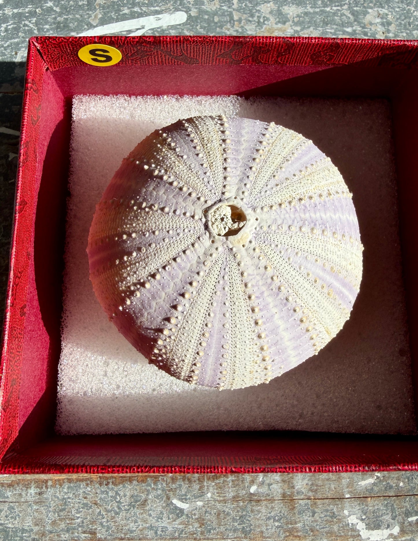 Gorgeous Lavender Sea Urchin Shell | Opt S