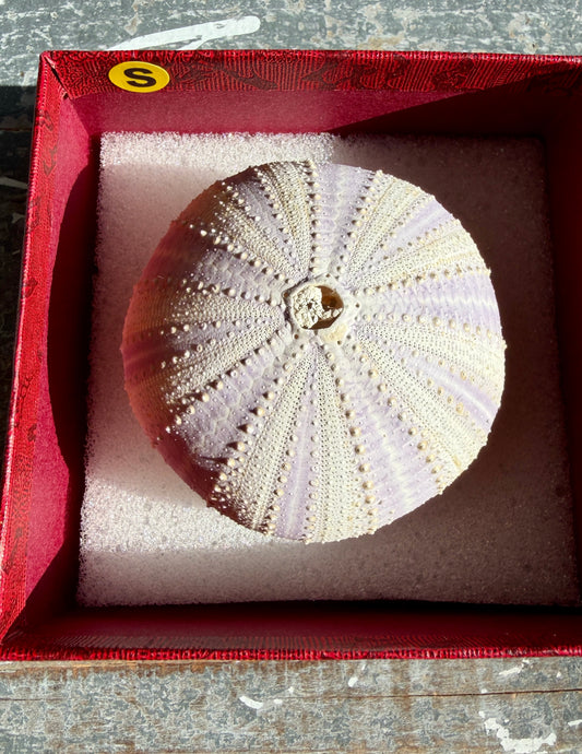 Gorgeous Lavender Sea Urchin Shell | Opt S