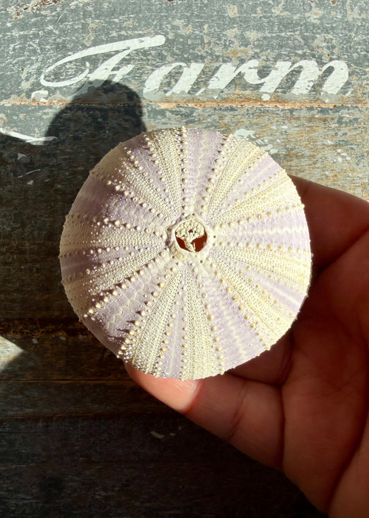 Gorgeous Lavender Sea Urchin Shell | Opt S