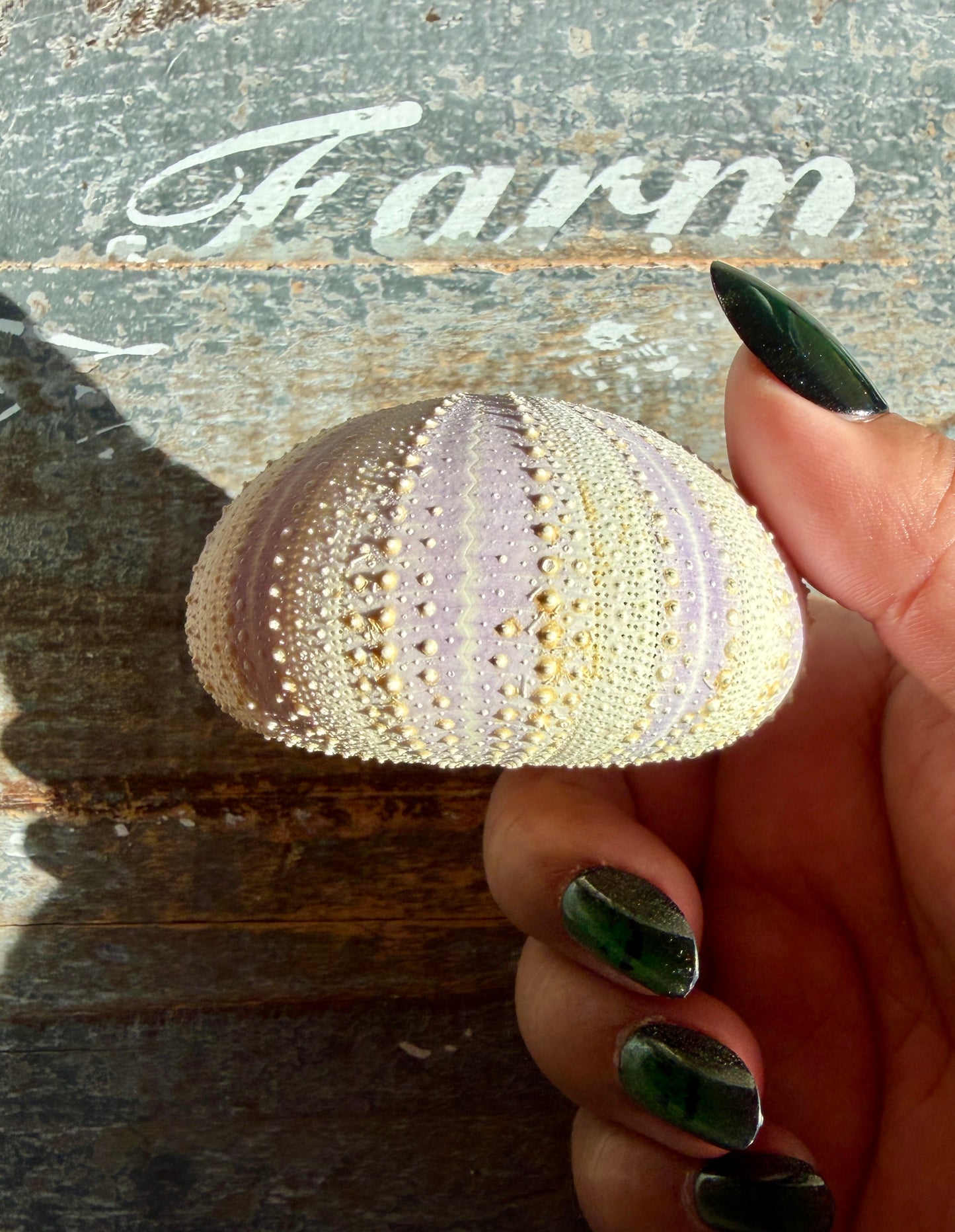 Gorgeous Lavender Sea Urchin Shell | Opt S