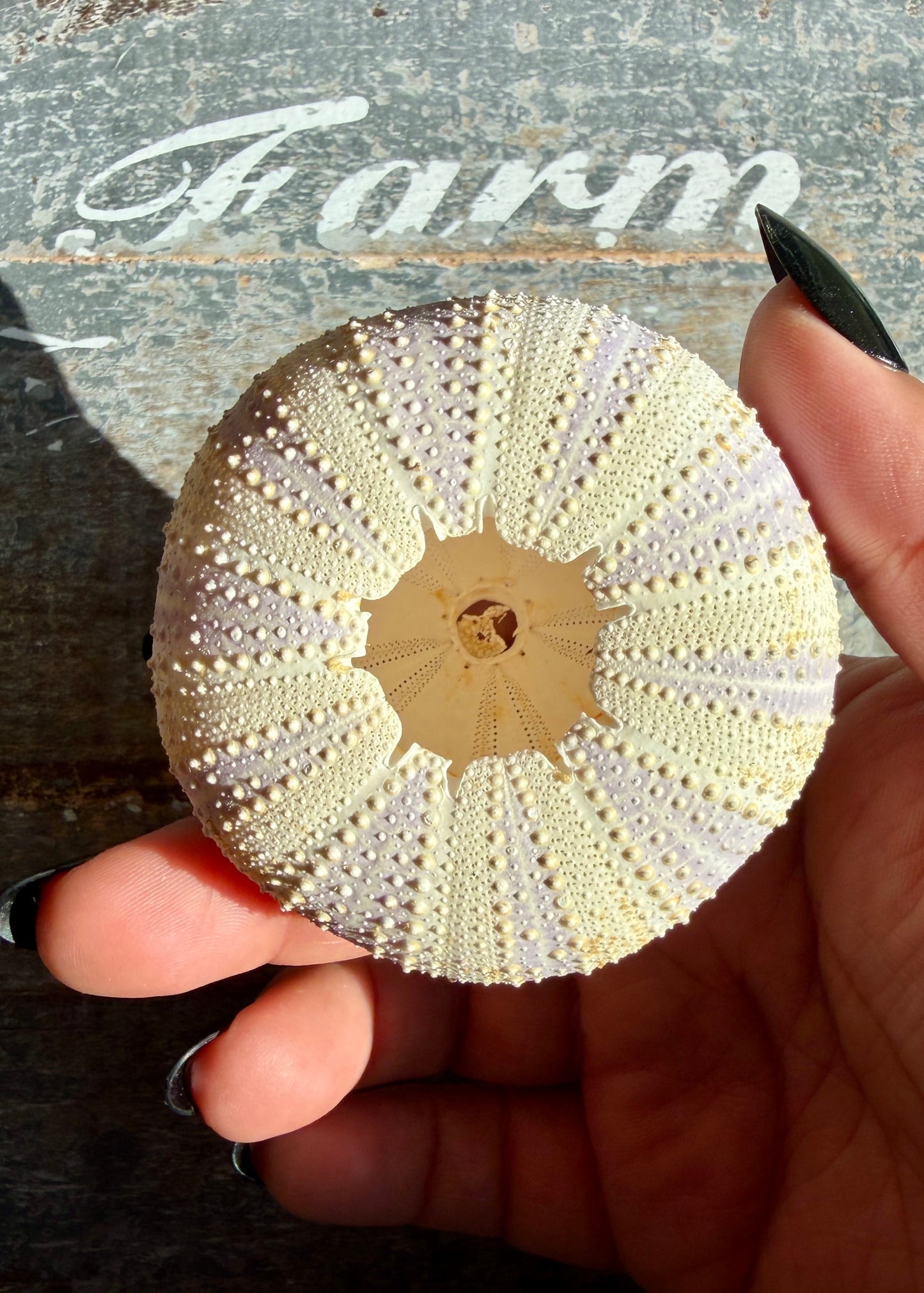 Gorgeous Lavender Sea Urchin Shell | Opt S