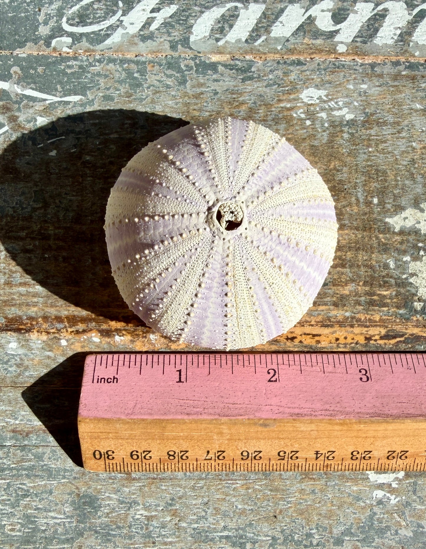 Gorgeous Lavender Sea Urchin Shell | Opt S