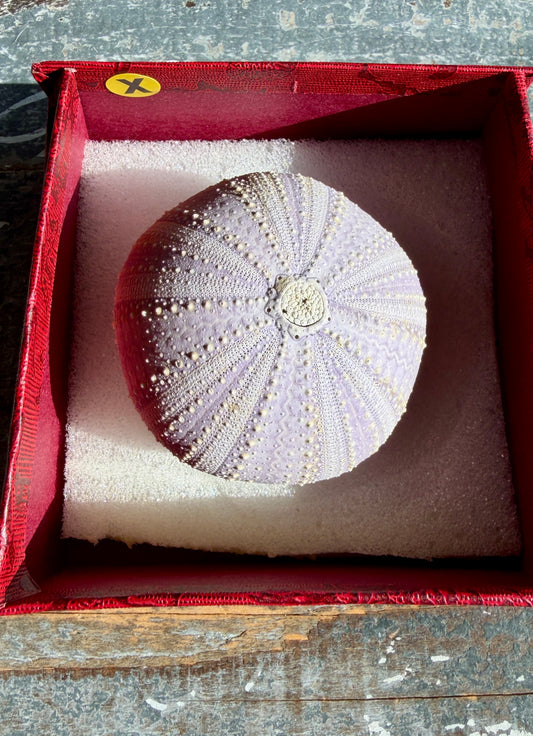 Gorgeous Lavender Sea Urchin Shell | Opt X
