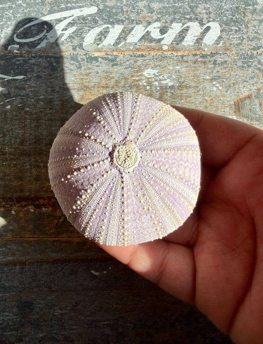 Gorgeous Lavender Sea Urchin Shell | Opt X
