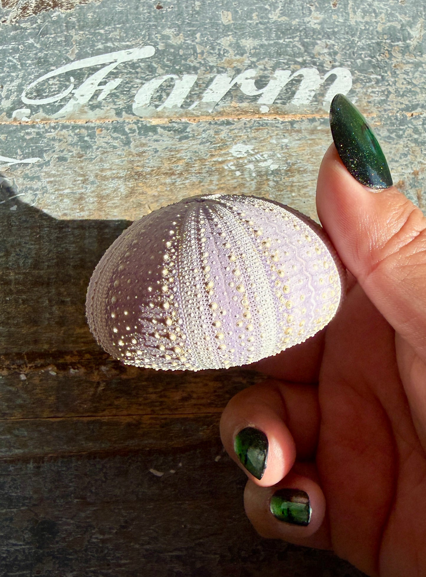 Gorgeous Lavender Sea Urchin Shell | Opt X