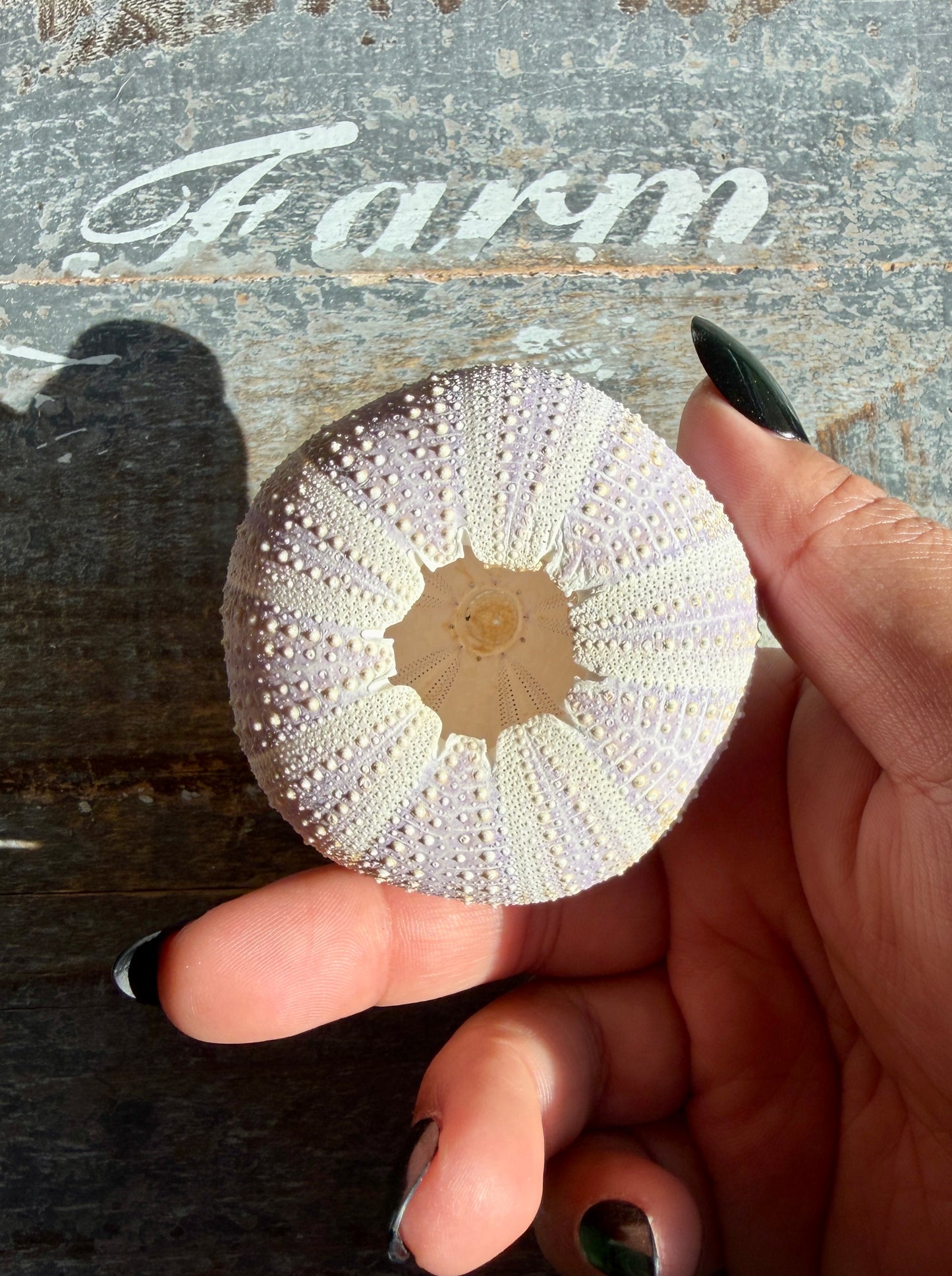 Gorgeous Lavender Sea Urchin Shell | Opt X