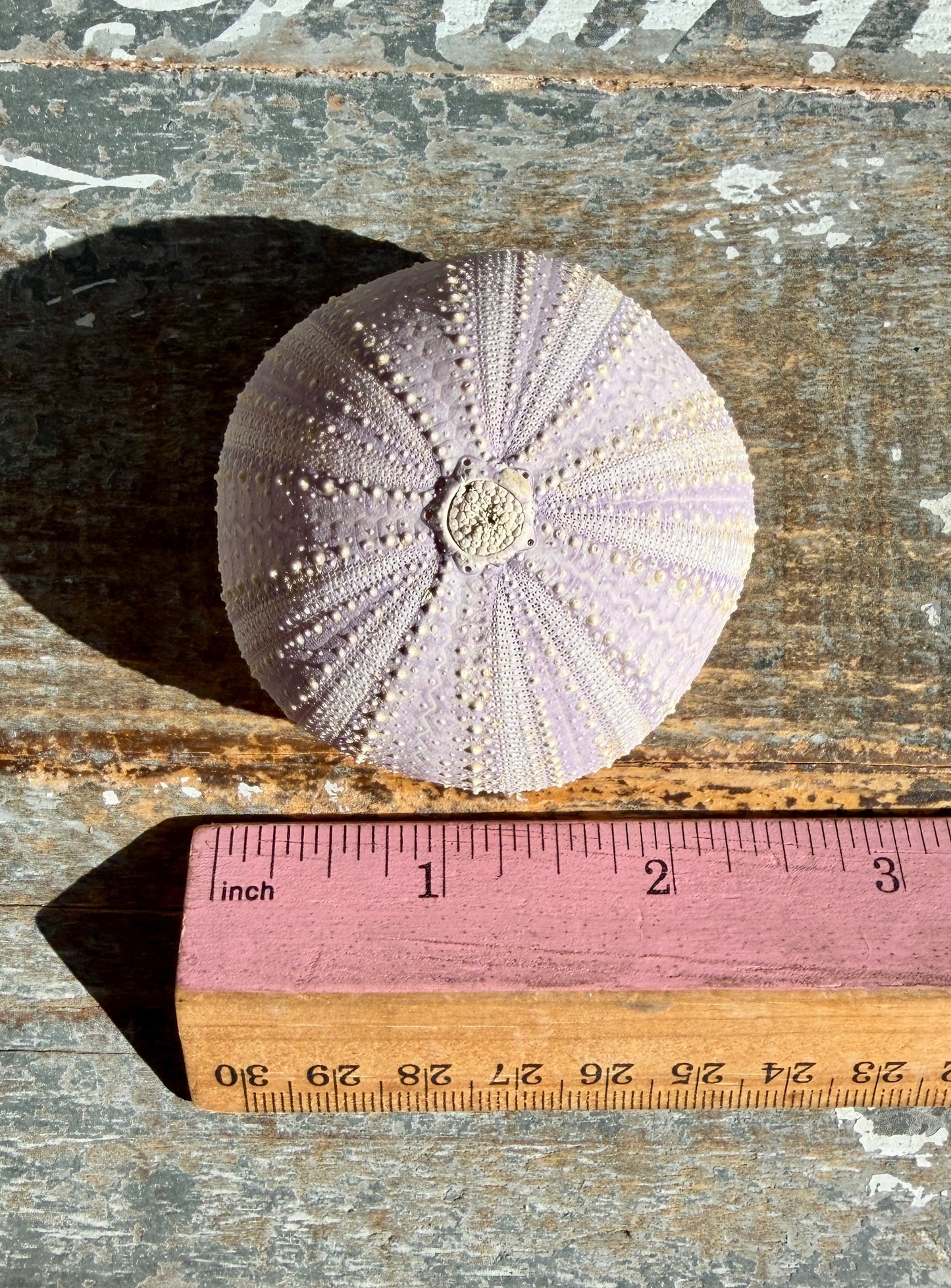 Gorgeous Lavender Sea Urchin Shell | Opt X