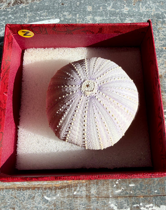 Gorgeous Lavender Sea Urchin Shell | Opt Z