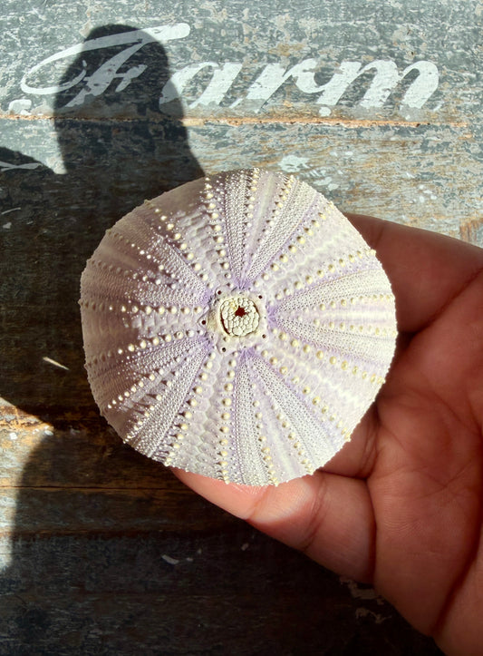 Gorgeous Lavender Sea Urchin Shell | Opt Z