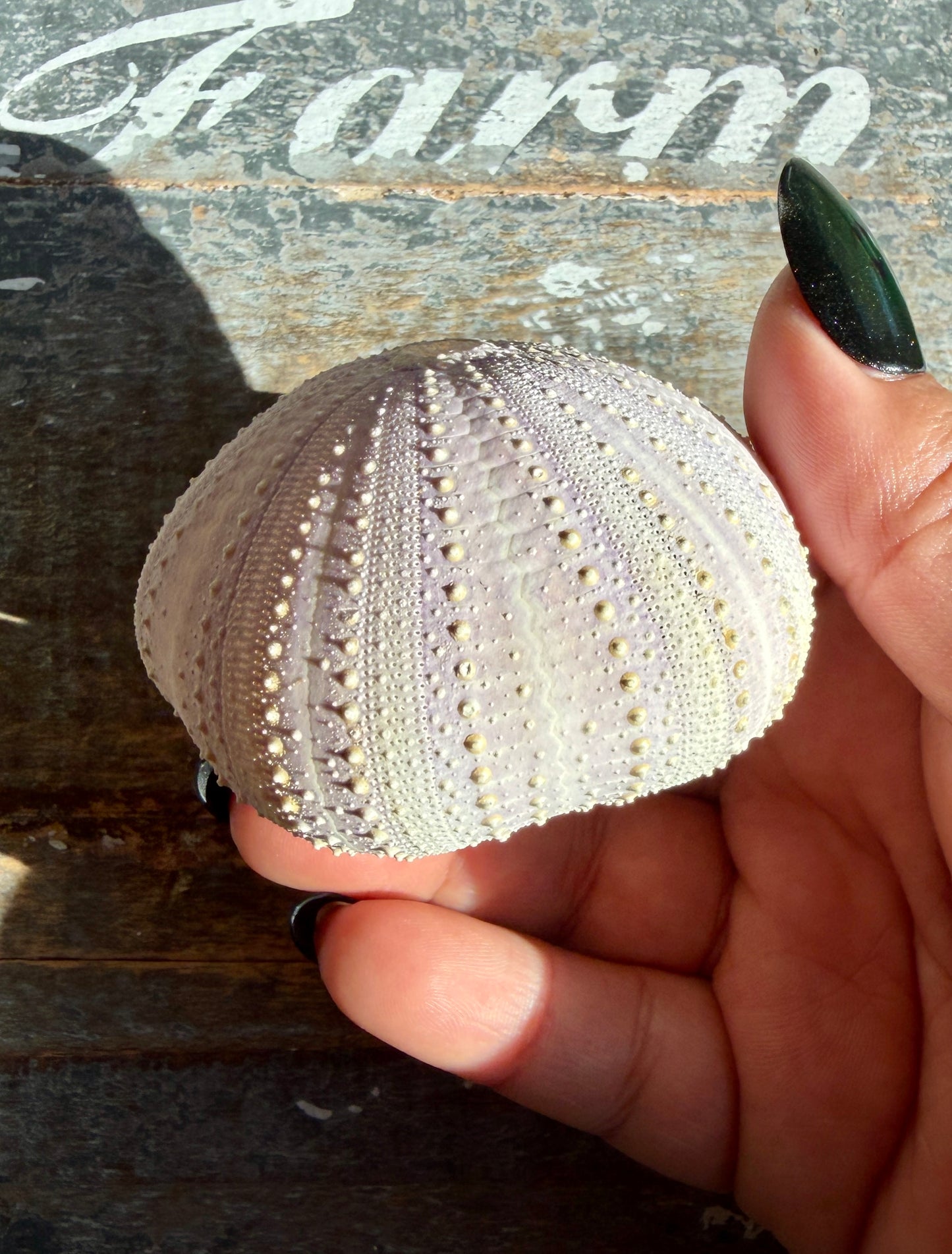 Gorgeous Lavender Sea Urchin Shell | Opt Z