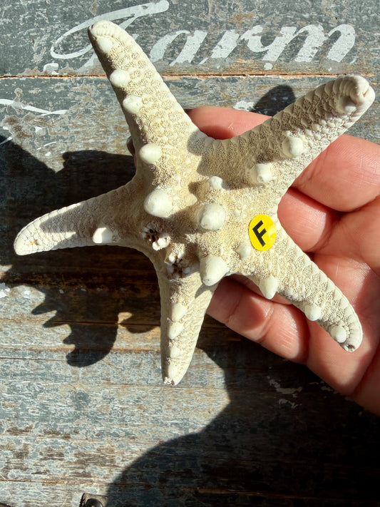 Gorgeous White Sea Star | Opt F