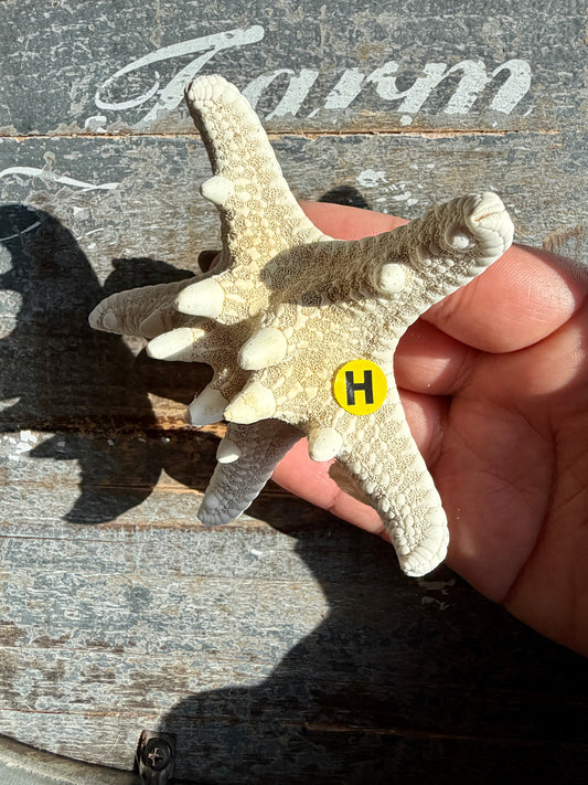Gorgeous White Sea Star | Opt H