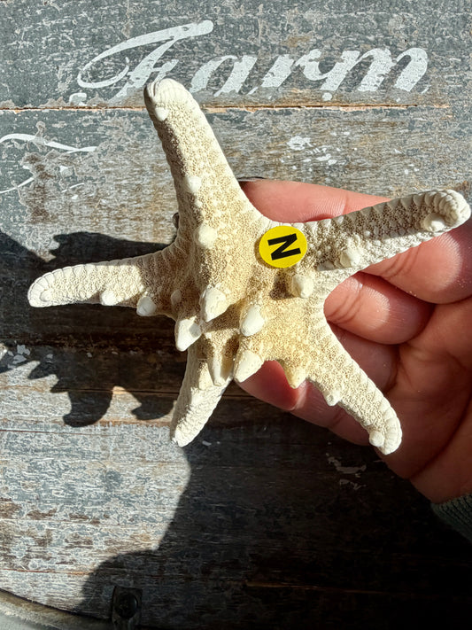 Gorgeous White Sea Star | Opt N