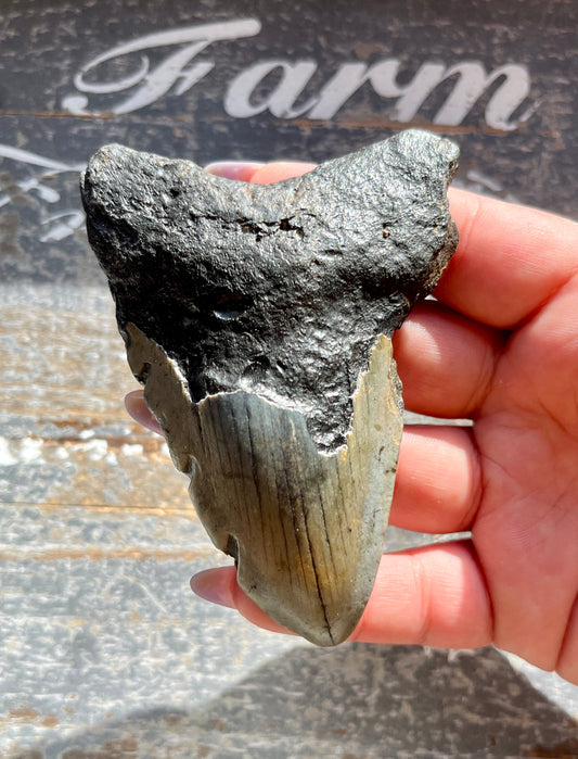 Insane Find Megalodon Shark Tooth from South Carolina *Tucson Exclusive* A4