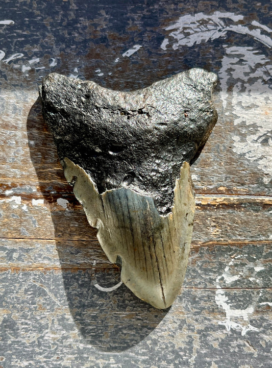 Insane Find Megalodon Shark Tooth from South Carolina *Tucson Exclusive* A4