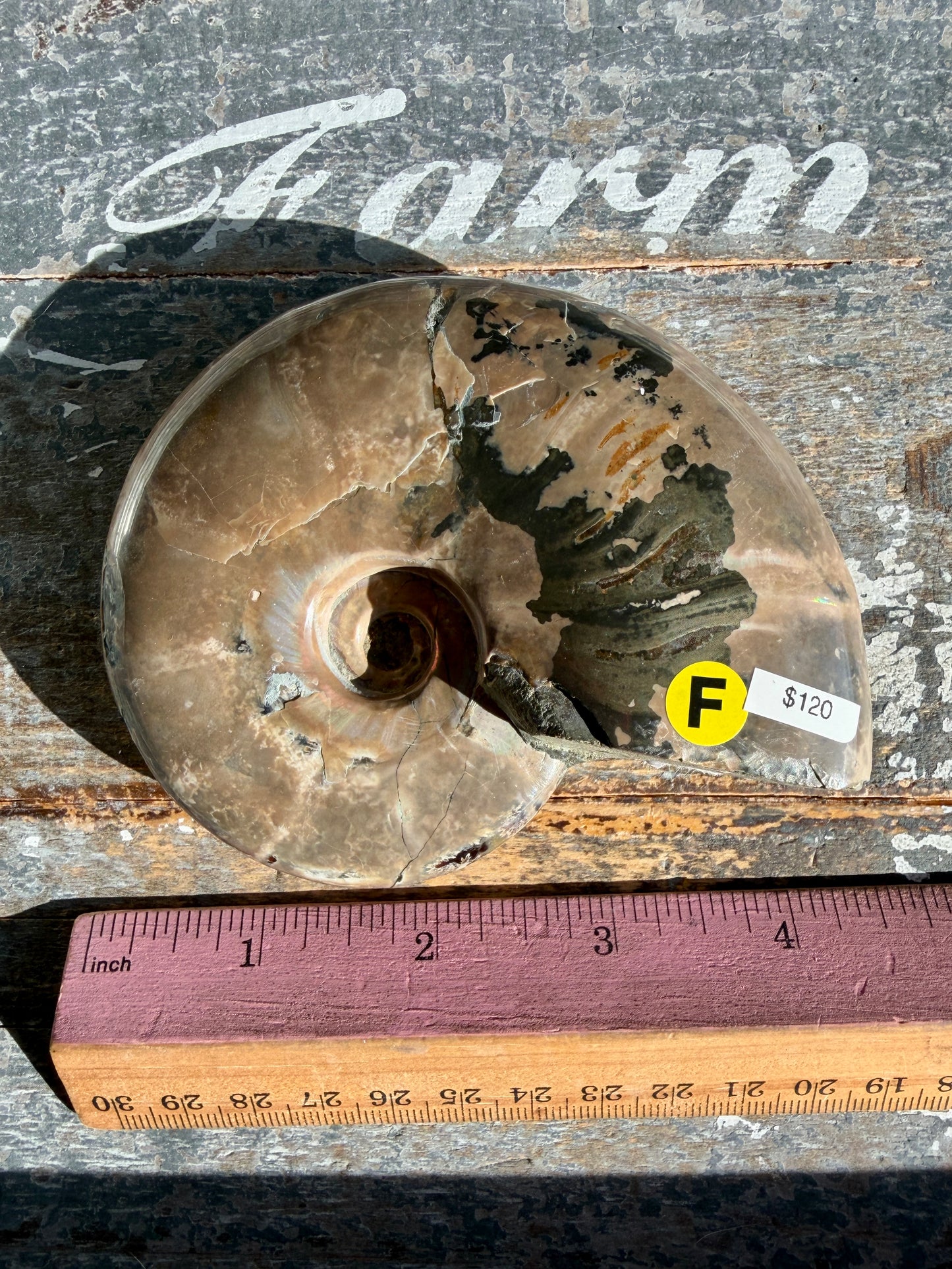 Gorgeous Ammonite Fossil | Madagascar | Opt F
