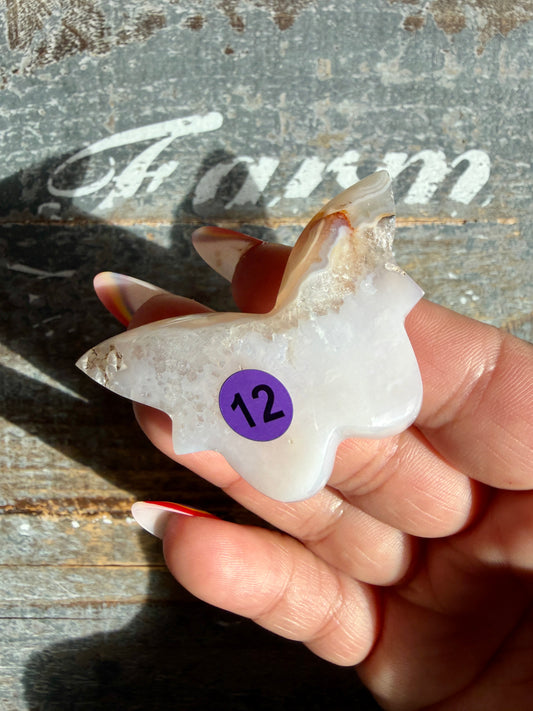 Gorgeous Indonesian Scenic Moss Mini Butterfly | Opt 12