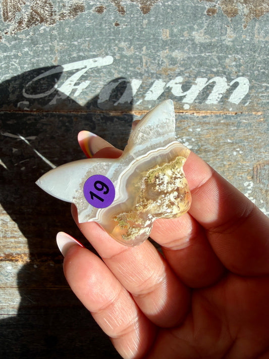 Gorgeous Indonesian Scenic Moss Mini Butterfly | Opt 19