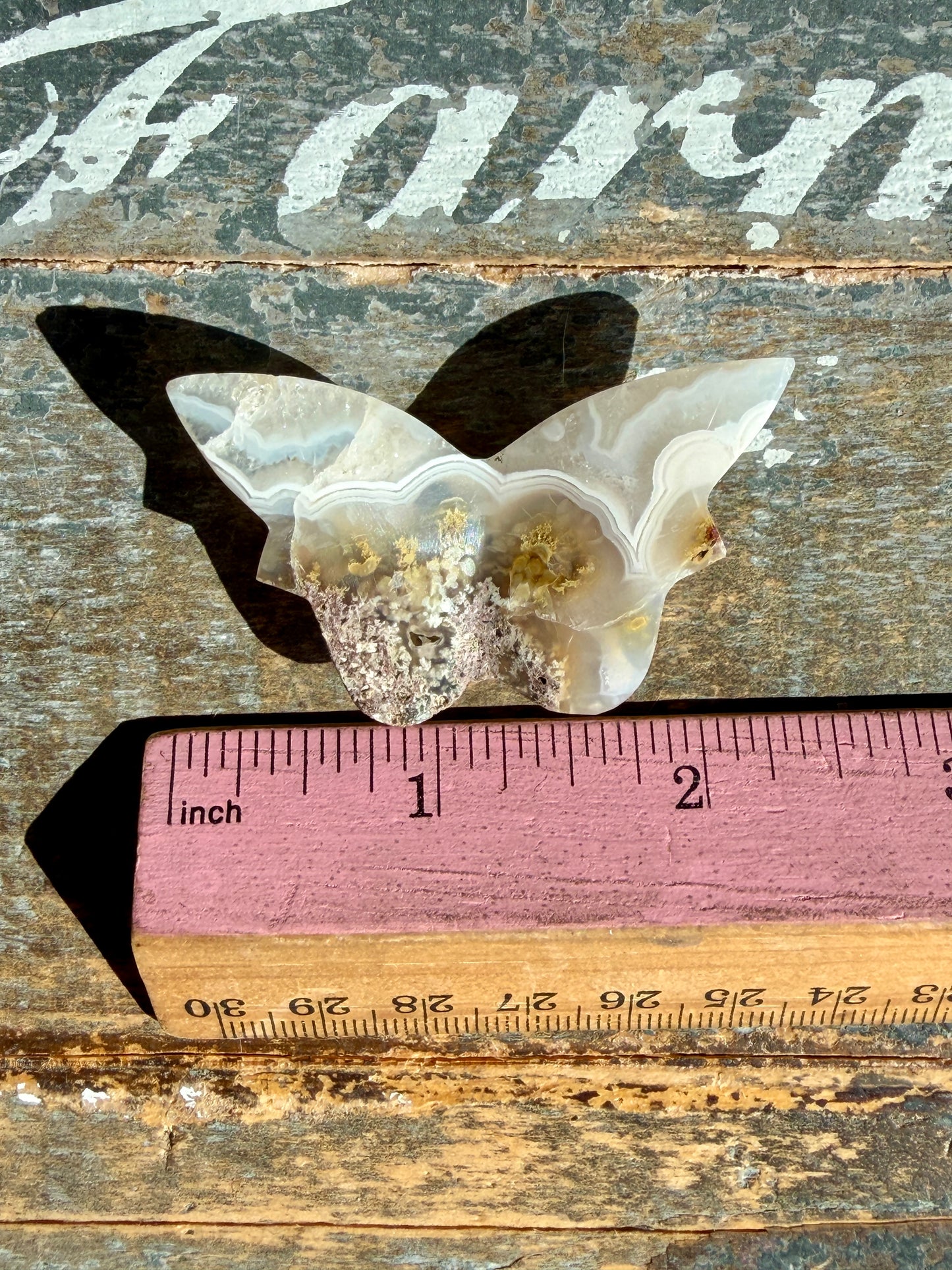 Gorgeous Indonesian Scenic Moss Mini Butterfly | Opt 29