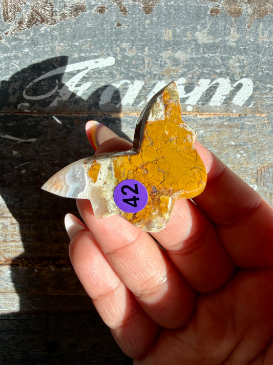 Gorgeous Indonesian Scenic Moss Mini Butterfly | Opt 42