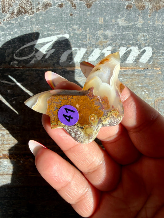 Gorgeous Indonesian Scenic Moss Mini Butterfly | Opt 41