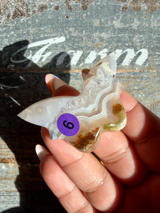 Gorgeous Indonesian Scenic Moss Mini Butterfly | Opt 6