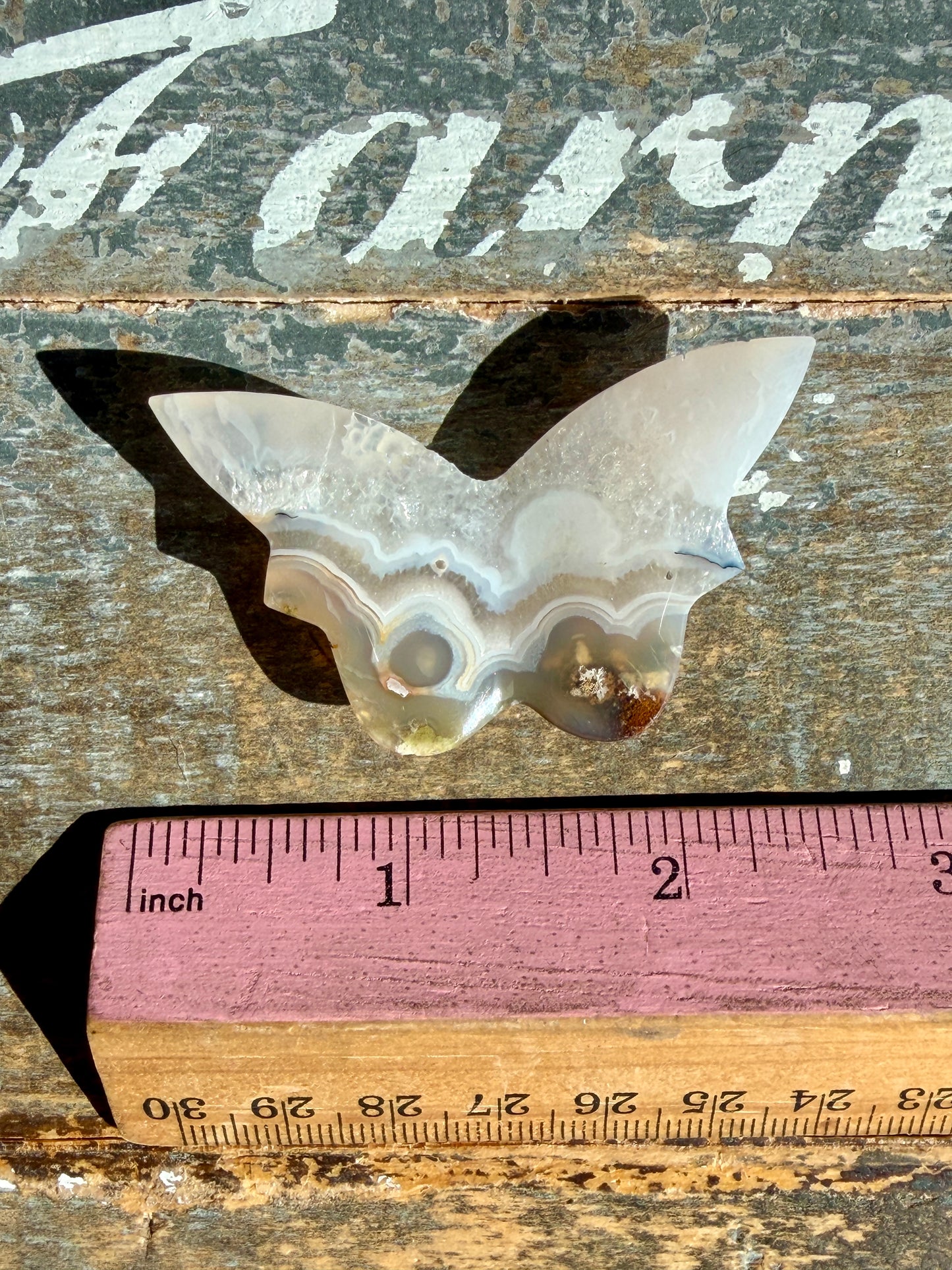 Gorgeous Indonesian Scenic Moss Mini Butterfly | Opt 6
