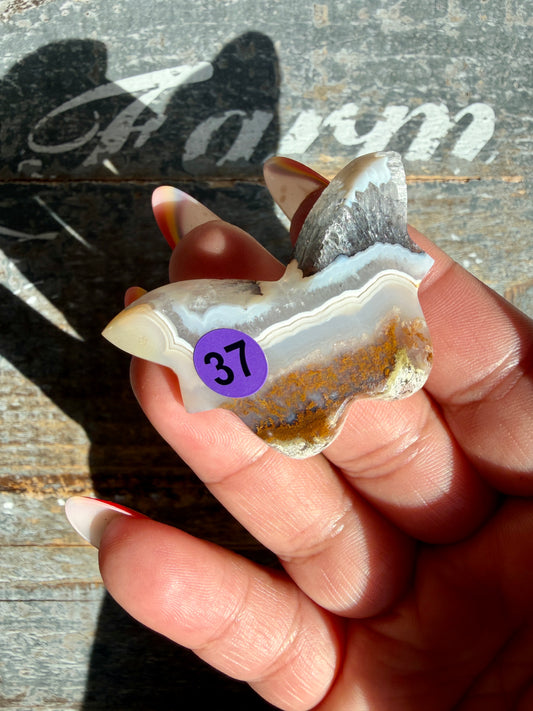 Gorgeous Indonesian Scenic Moss Mini Butterfly | Opt 37