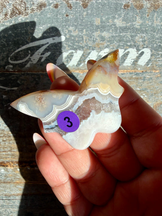 Gorgeous Indonesian Scenic Moss Mini Butterfly | Opt 3