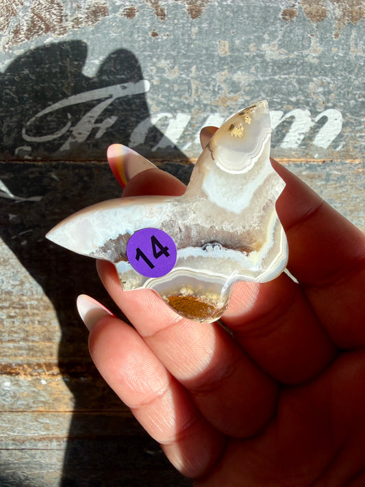 Gorgeous Indonesian Scenic Moss Mini Butterfly | Opt 14