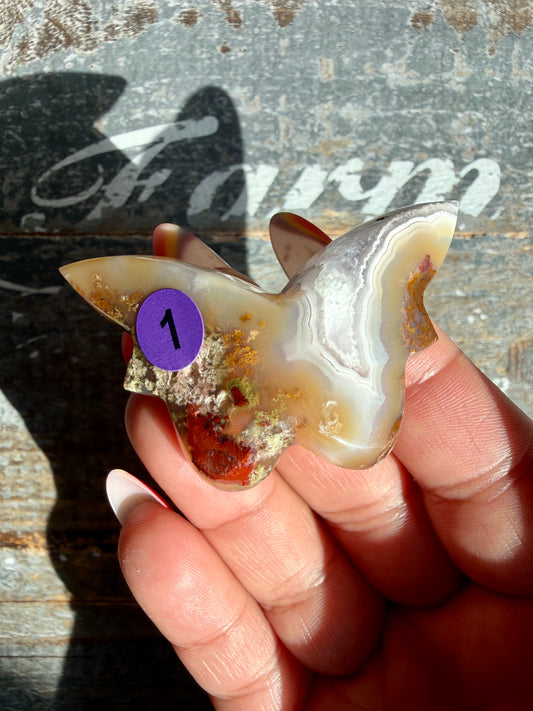 Gorgeous Indonesian Scenic Moss Mini Butterfly | Opt 1