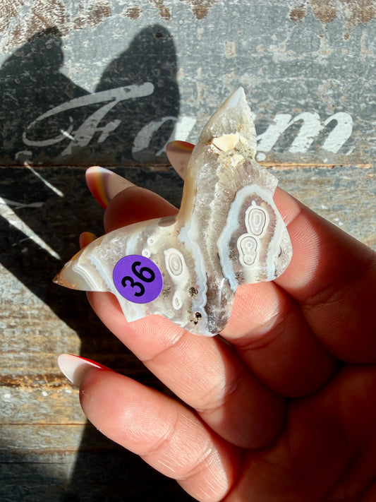 Gorgeous Indonesian Scenic Moss Mini Butterfly | Opt 36