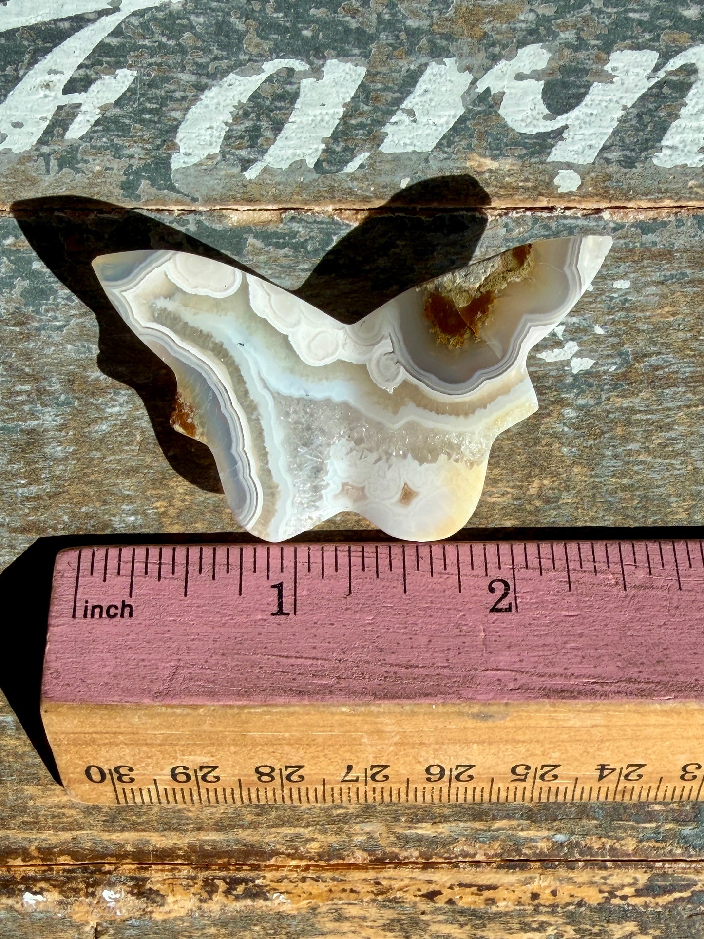 Gorgeous Indonesian Scenic Moss Mini Butterfly | Opt 13