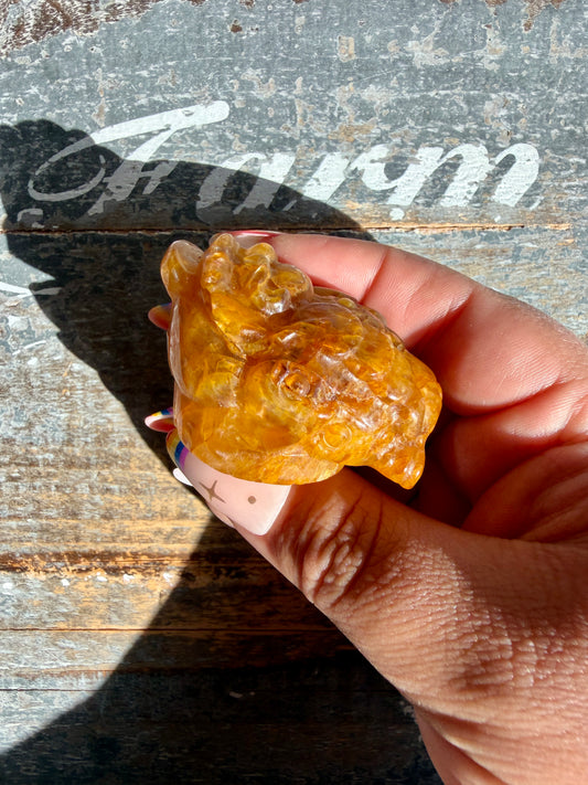 Golden Healer Money Toad | Opt Q